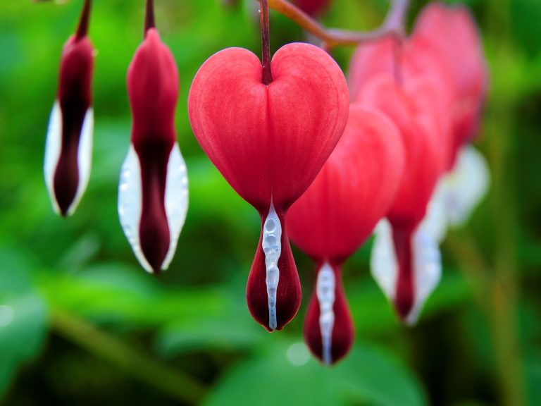 bleeding heart, flowers, plant-1425870.jpg