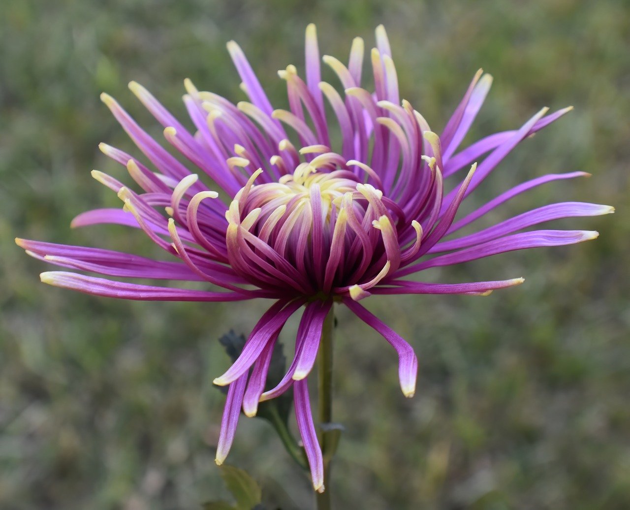 chrysanthemum, beautiful flowers, flower-8135727.jpg