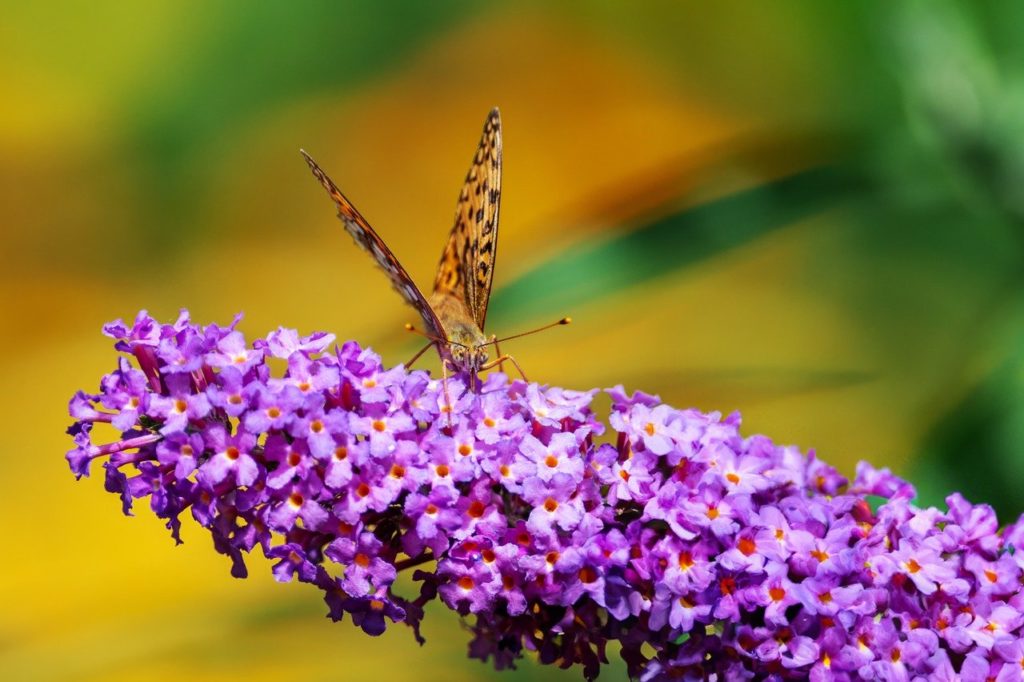 butterfly, lilac, pollination-8212597.jpg