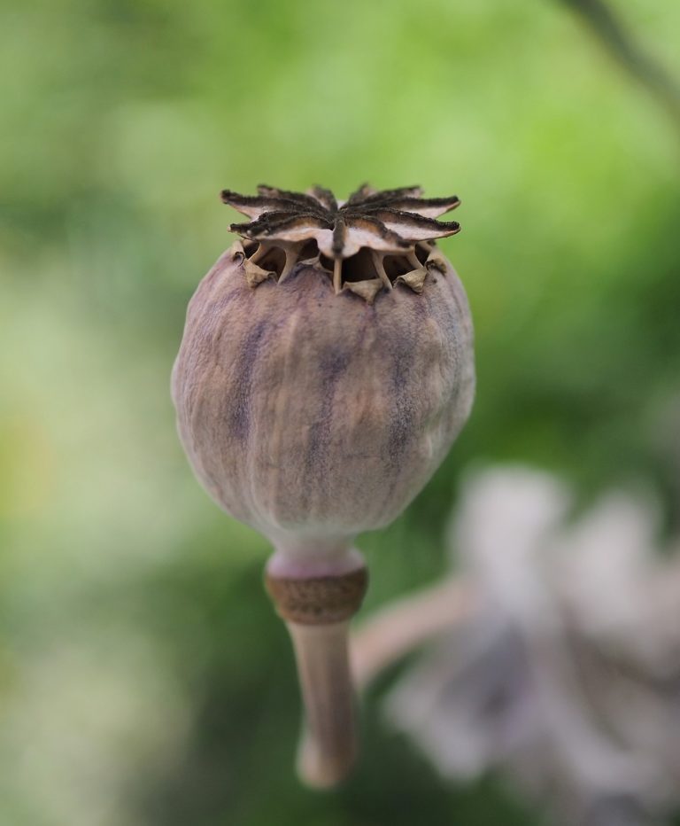 poppy seed capsule, seed pod, poppy-8201113.jpg